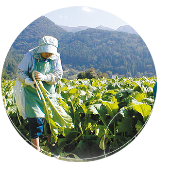 野沢菜